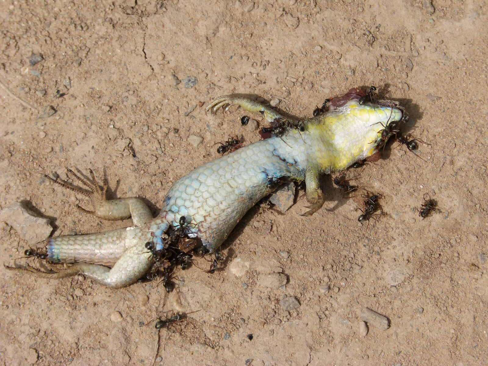 Panasonic DMC-FZ62 sample photo. Gecko, dragon, dead photography