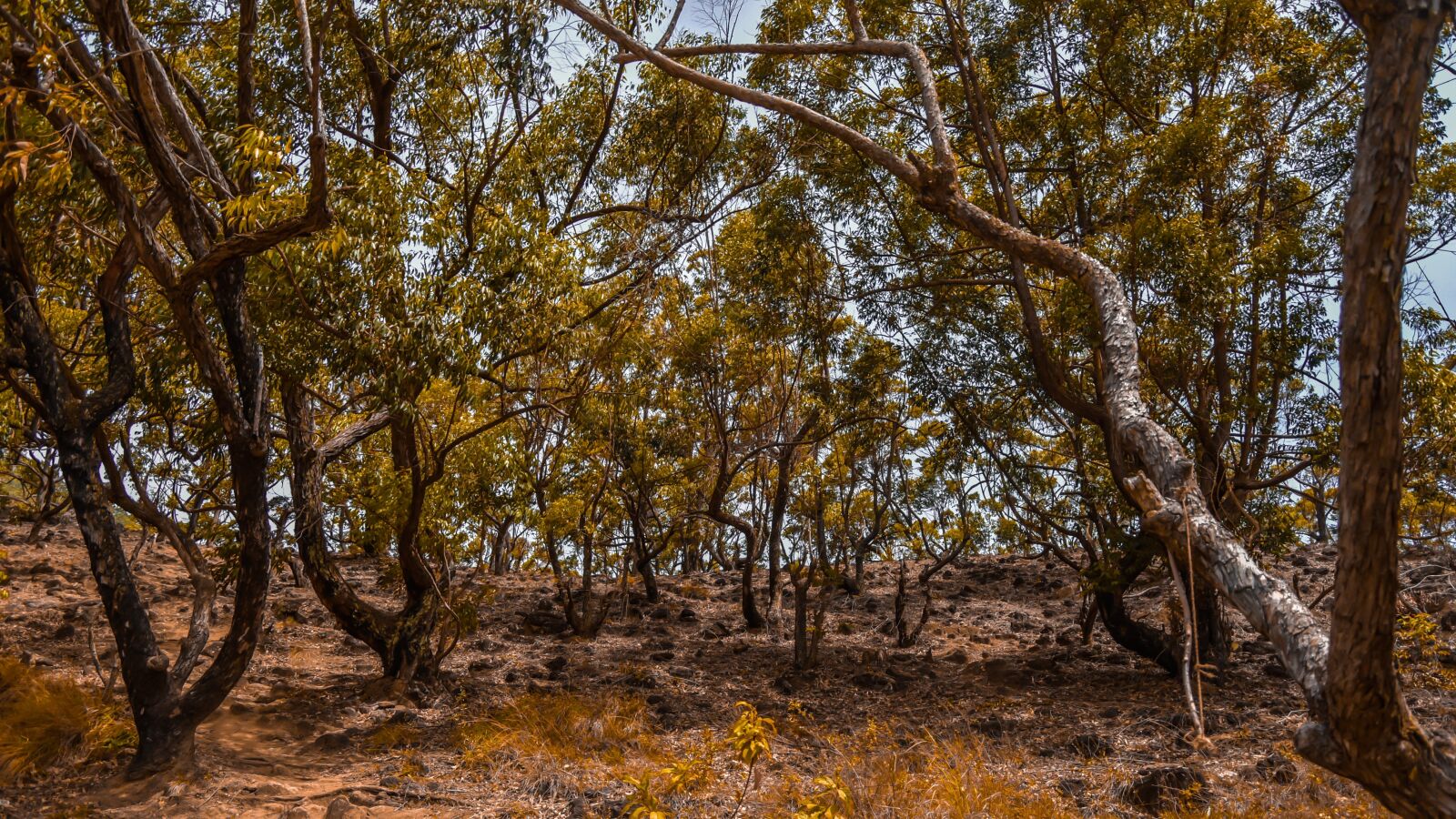 Nikon D7200 sample photo. Trees, greeny, nature photography