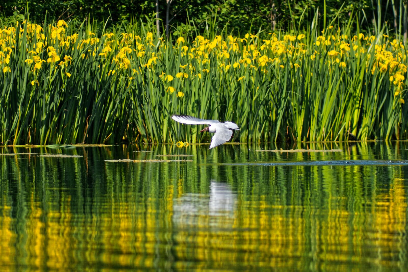 Canon EOS 500D (EOS Rebel T1i / EOS Kiss X3) sample photo. Seagull, flight, pond photography