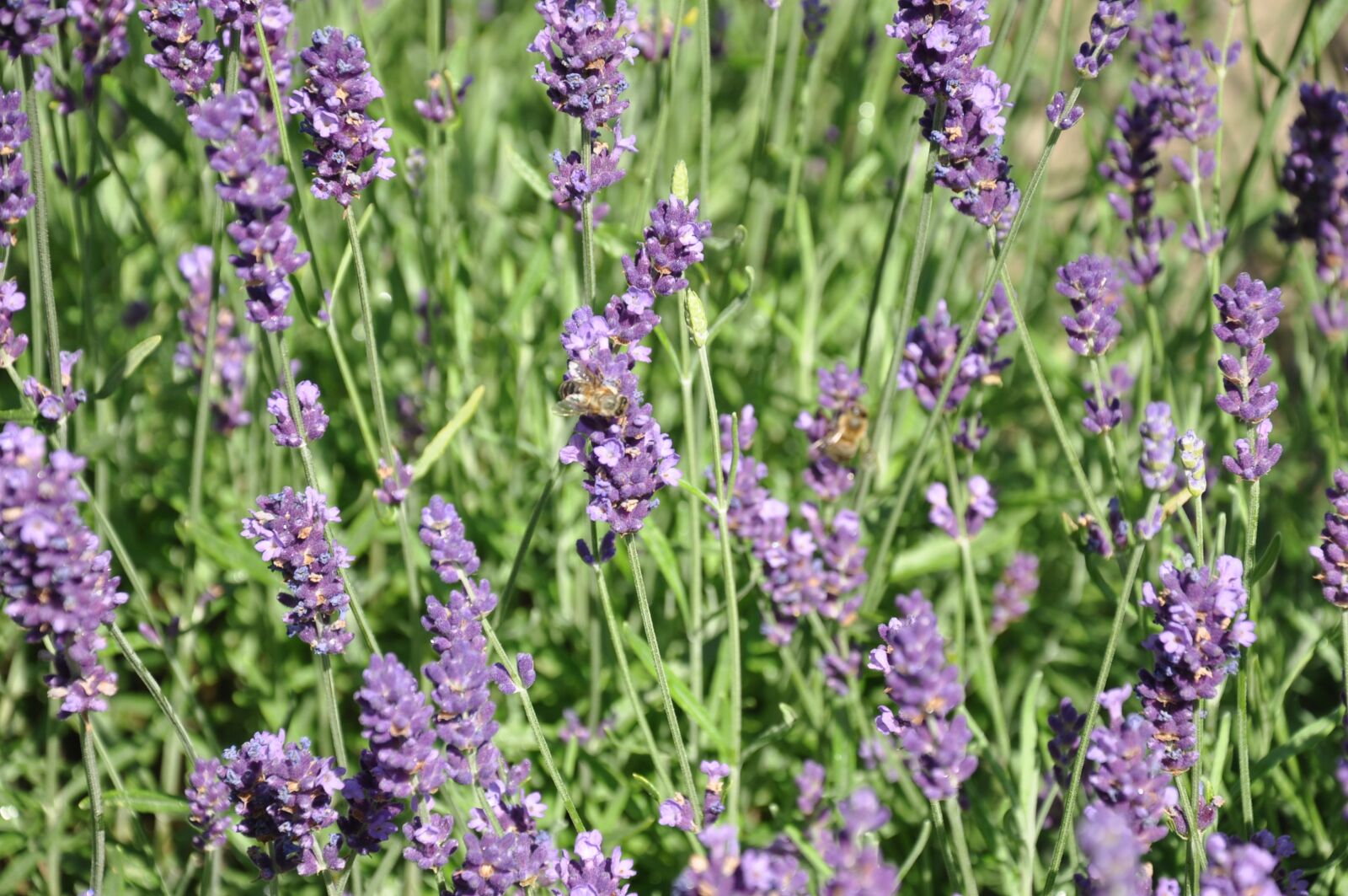 Nikon D90 sample photo. Lavender, lake balaton, near photography