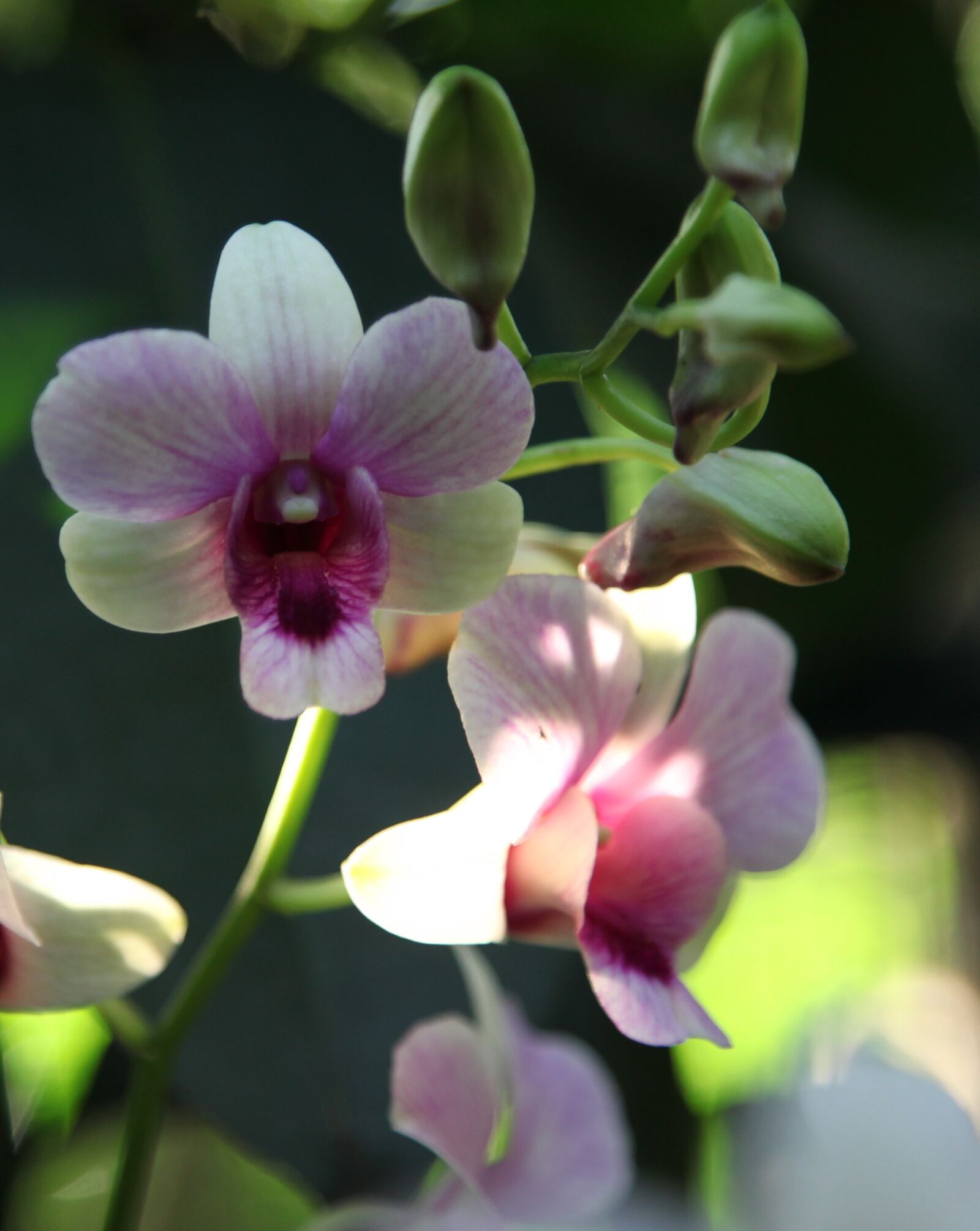 Canon EOS 5D Mark II sample photo. Orchid, flower, blossom photography