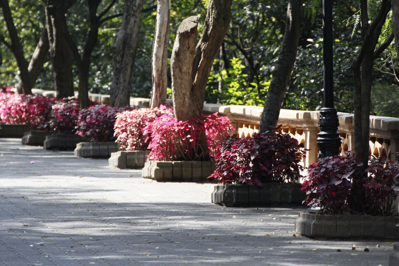 Canon EOS 600D (Rebel EOS T3i / EOS Kiss X5) sample photo. Road, flowers, mexico photography