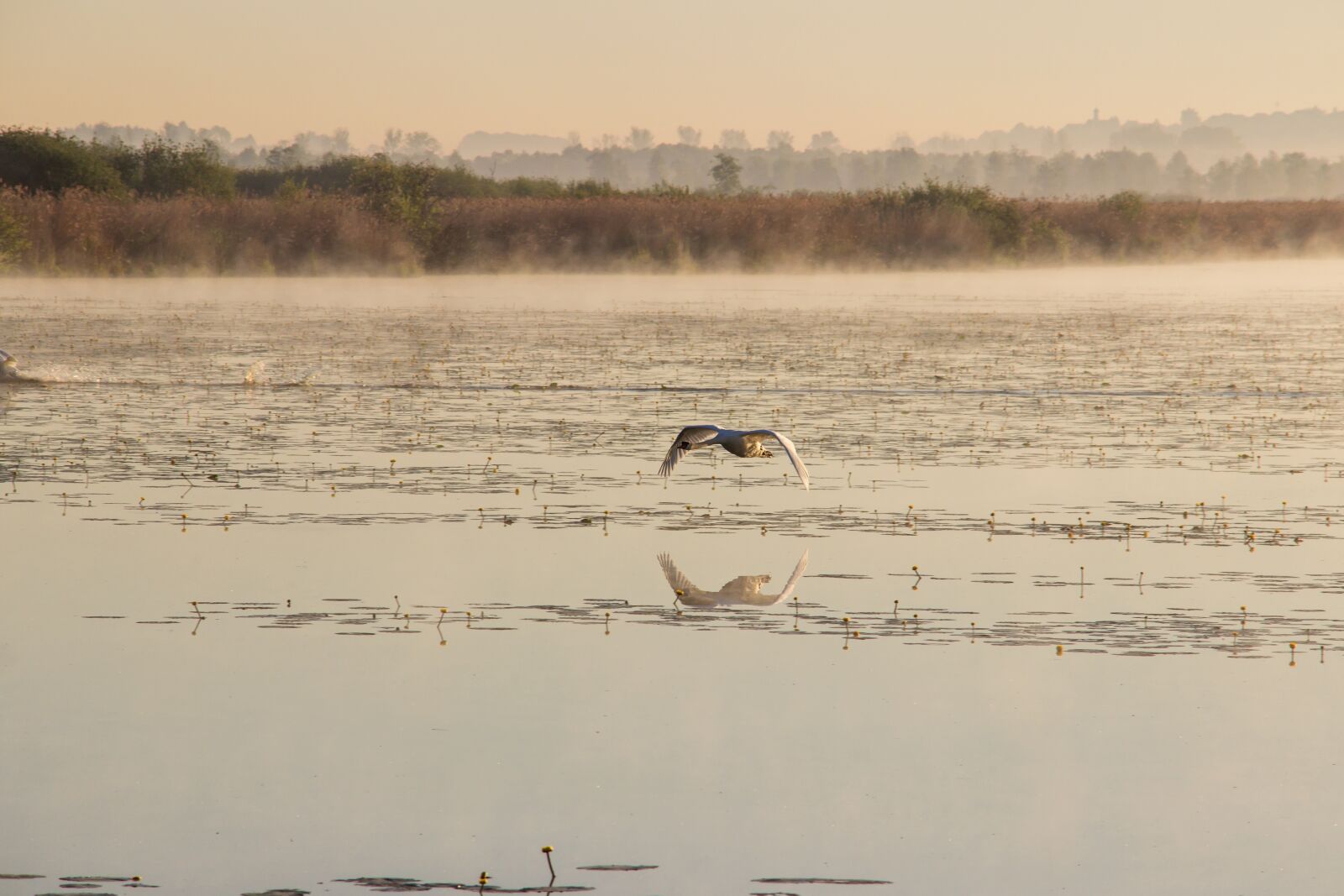 Canon EOS 600D (Rebel EOS T3i / EOS Kiss X5) sample photo. Swan, flight, mute swan photography
