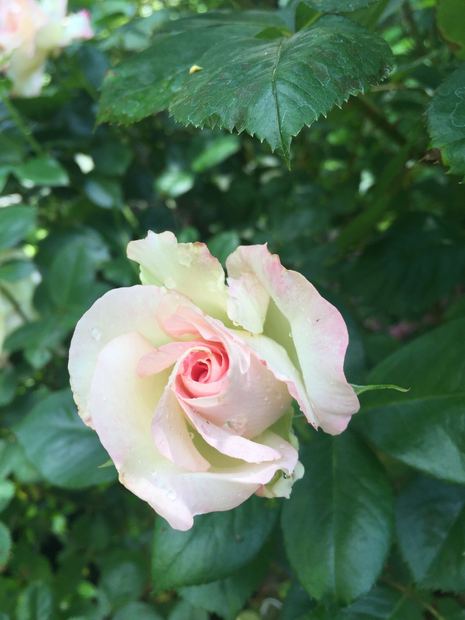 iPhone 6 Plus back camera 4.15mm f/2.2 sample photo. Rose, spring, garden photography