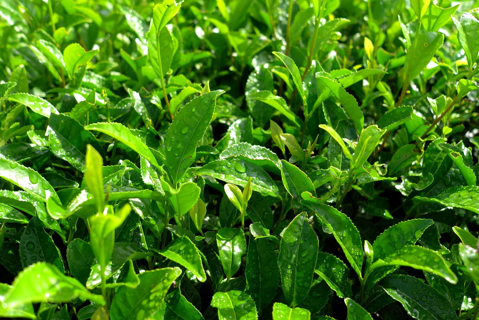 Leica X1 sample photo. Tea, green tea plantation photography