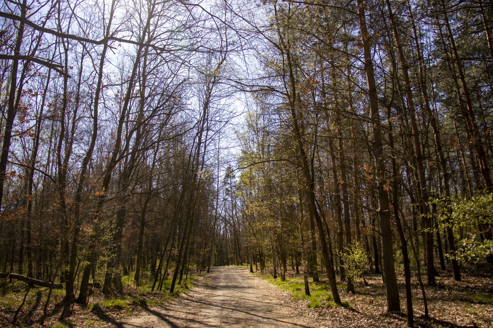 Canon EOS 200D (EOS Rebel SL2 / EOS Kiss X9) sample photo. Nature, spring, trees photography