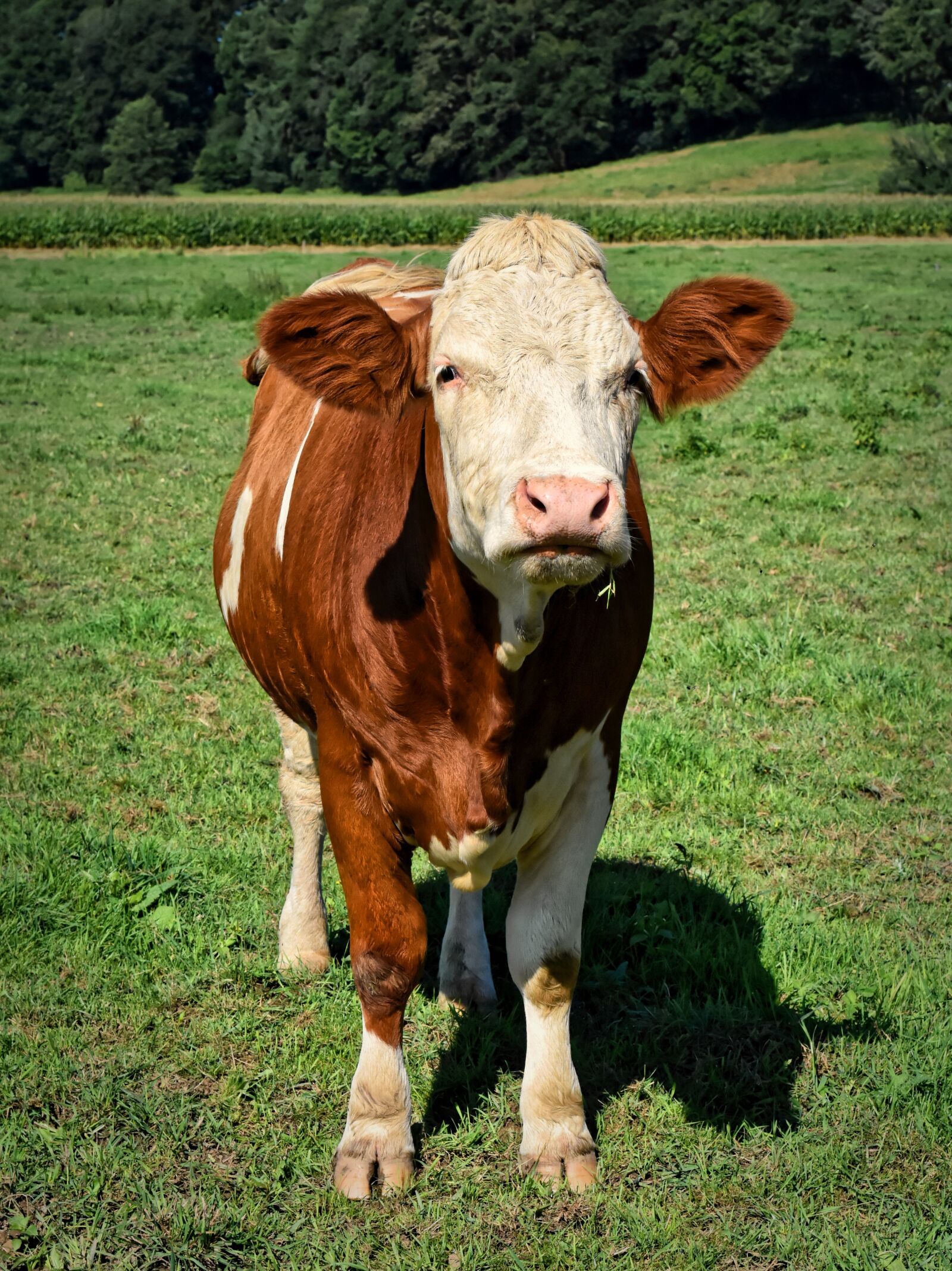 Nikon D7200 sample photo. Cow, beef, agriculture photography