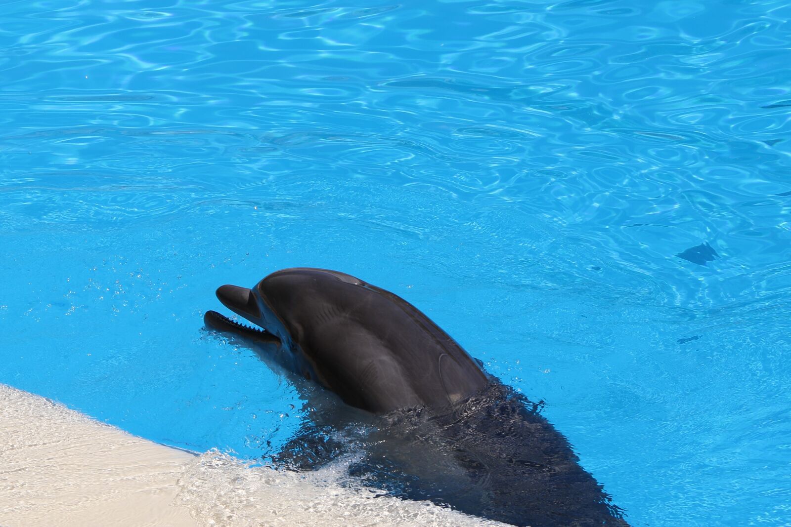 Canon EOS 7D Mark II sample photo. Delfin, dolphinarium, mammal photography