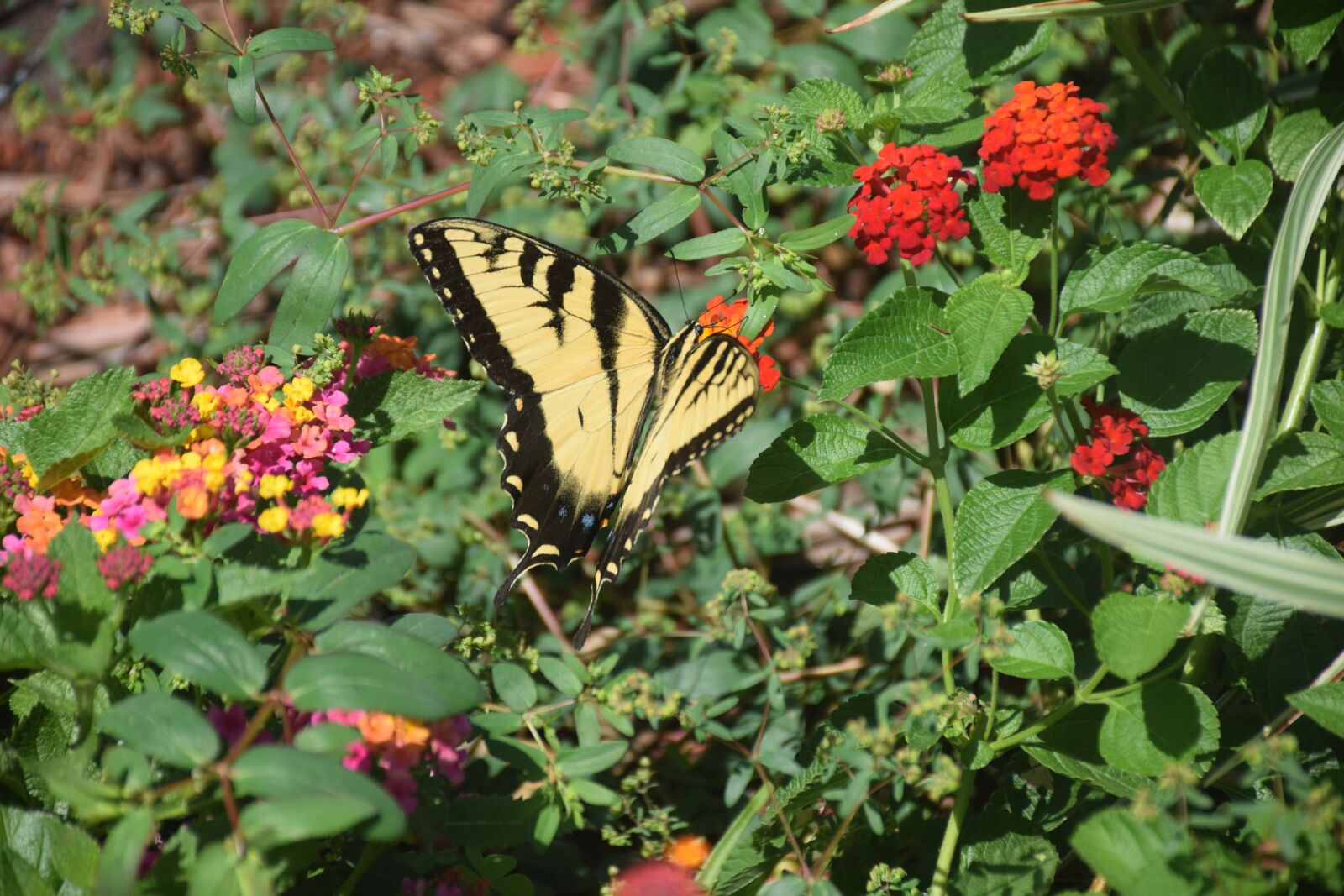 Nikon D5300 sample photo. Monarch butterfly, nature, colorful photography