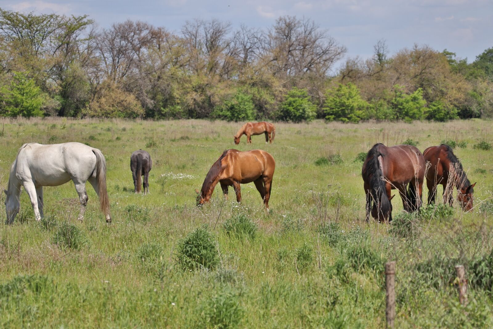 Canon EOS 80D sample photo. Horse, horses, animal photography