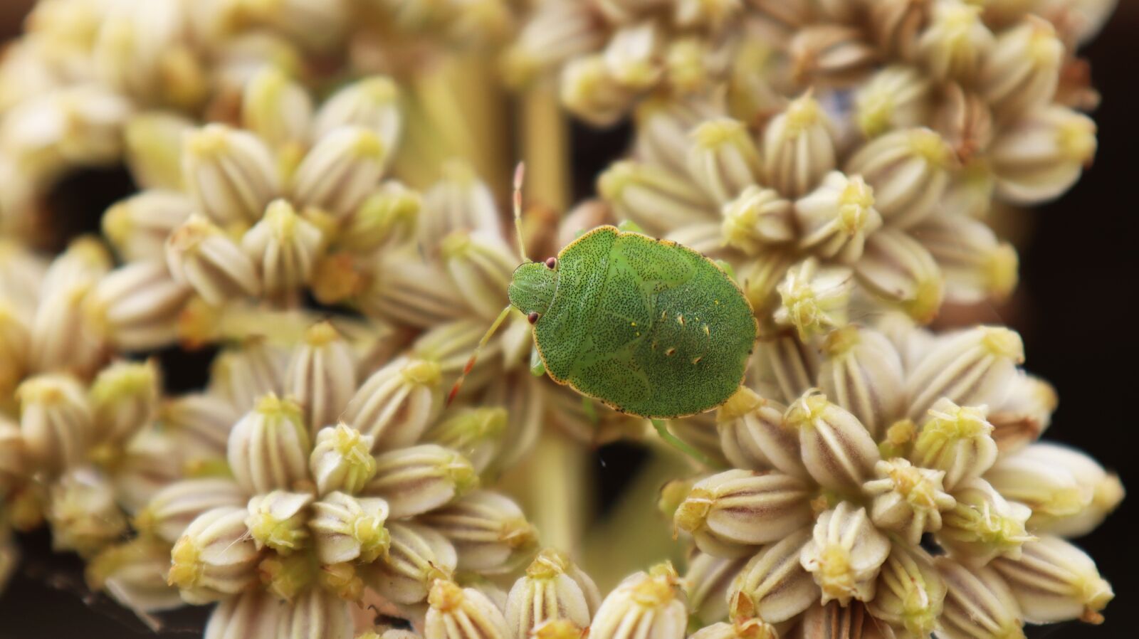 Canon EOS M50 (EOS Kiss M) sample photo. Nature, insect, pollen photography