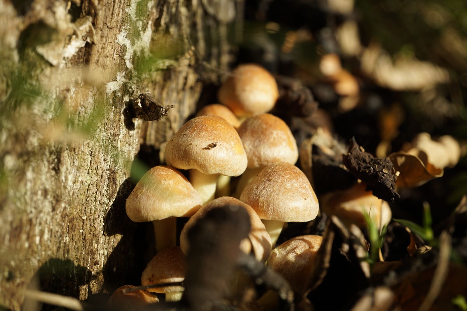 Sony E 30mm F3.5 Macro sample photo. Mushrooms, autumn, forest photography