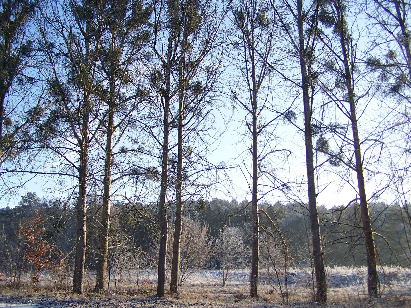 Kodak EASYSHARE ZD710 ZOOM DIGITAL CAMERA sample photo. Winter, snow, forest photography