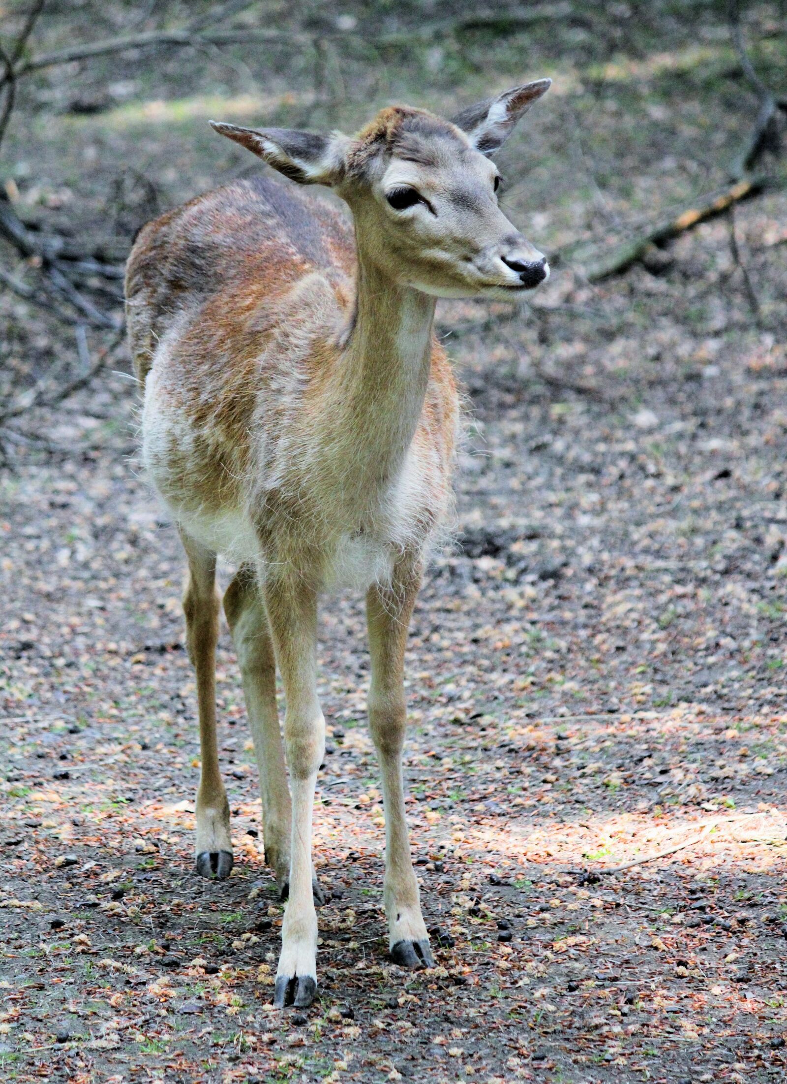 Canon EOS 550D (EOS Rebel T2i / EOS Kiss X4) sample photo. Doe, hart, female photography