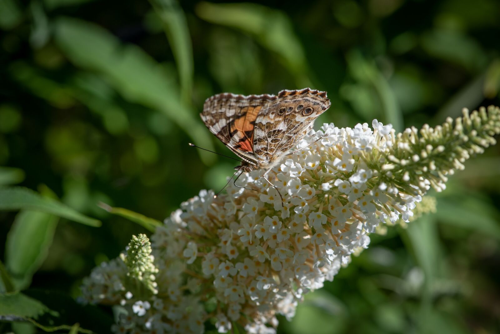 Nikon D750 sample photo. Butterfly, edelfalter, butterflies photography