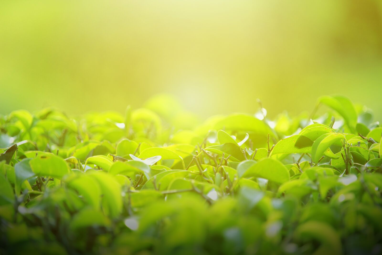 Canon EF-S 55-250mm F4-5.6 IS STM sample photo. Background, green, leaves photography