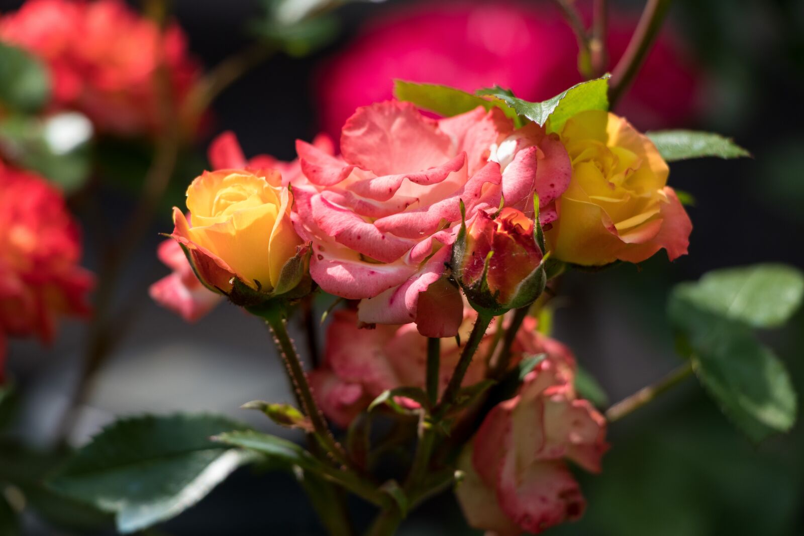 Canon EF-S 18-135mm F3.5-5.6 IS USM sample photo. Roses, flowers, petals photography