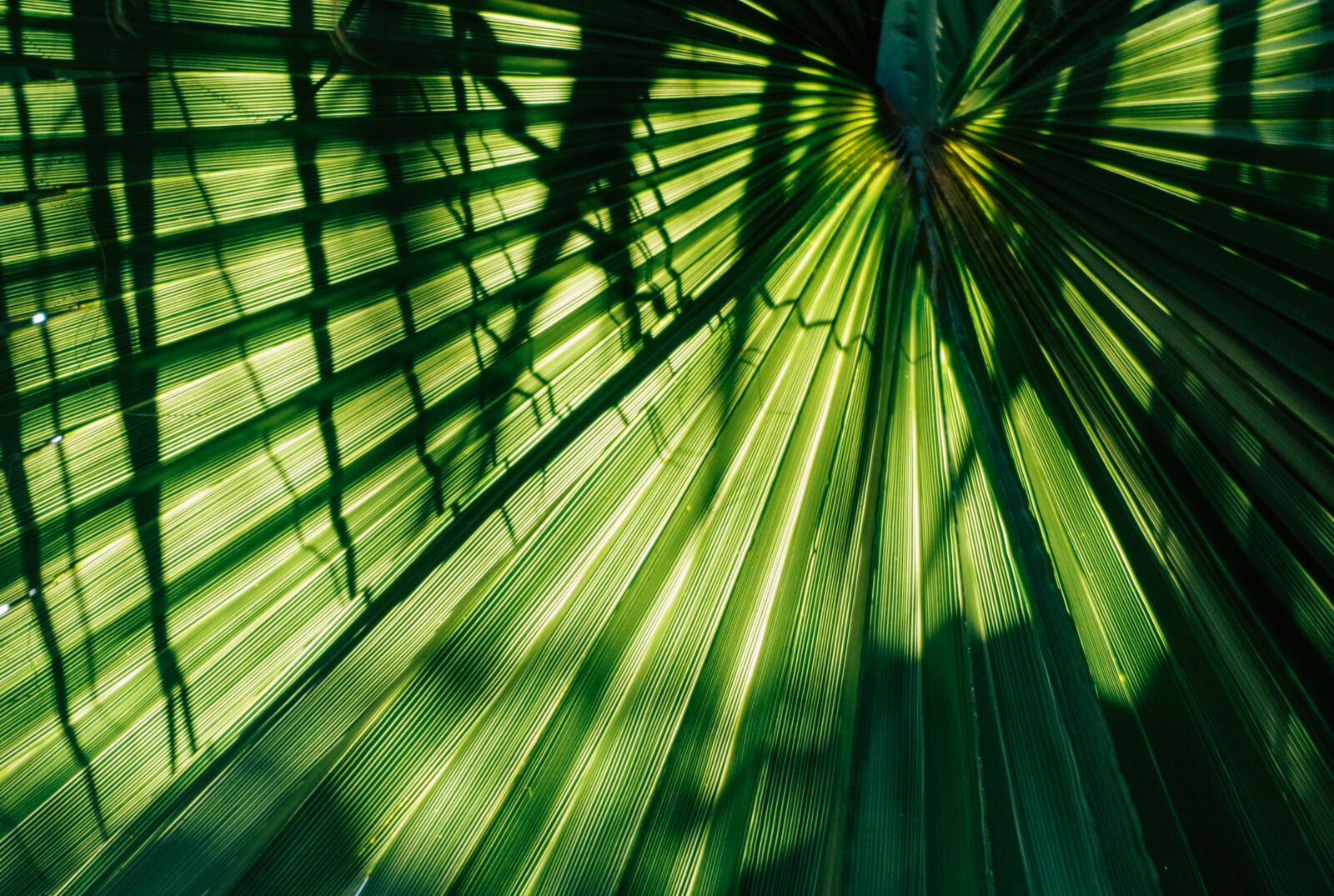Pentax K-30 sample photo. James, green, palm photography