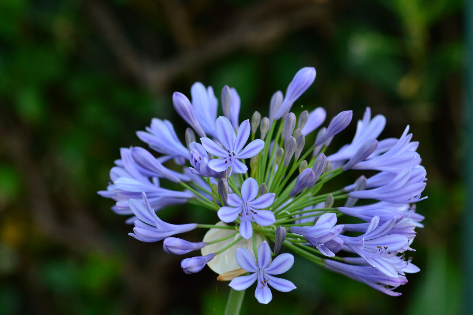 Nikon D3200 sample photo. Agapanthus, flower of love photography
