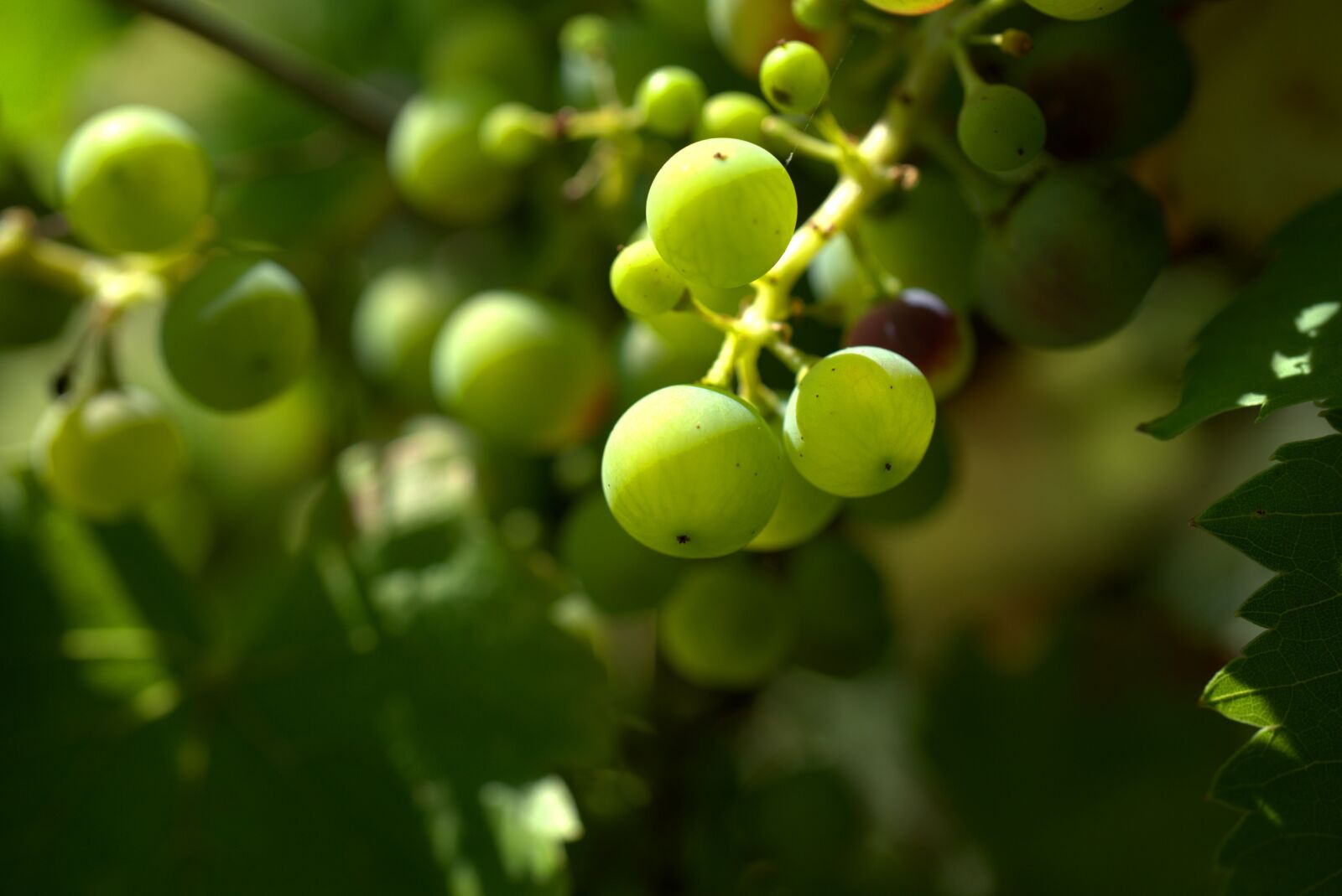 Sony FE 50mm F2.8 Macro sample photo. Grapes, grapevine, vine photography