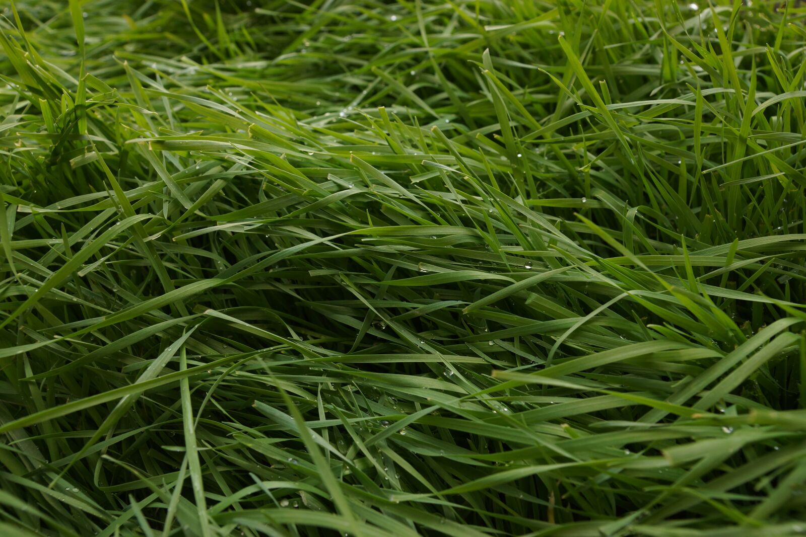 Sony SLT-A65 (SLT-A65V) sample photo. Grass, field, green photography