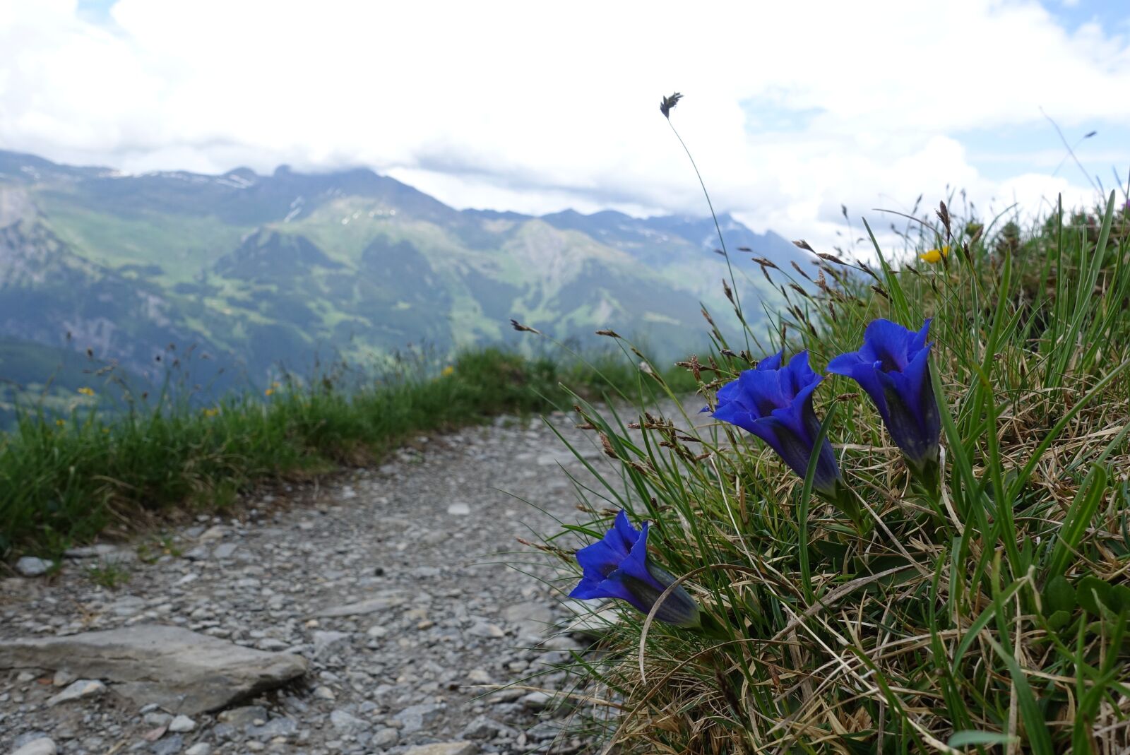 Sony Cyber-shot DSC-RX100 IV sample photo. Gentian, switzerland, alpine photography