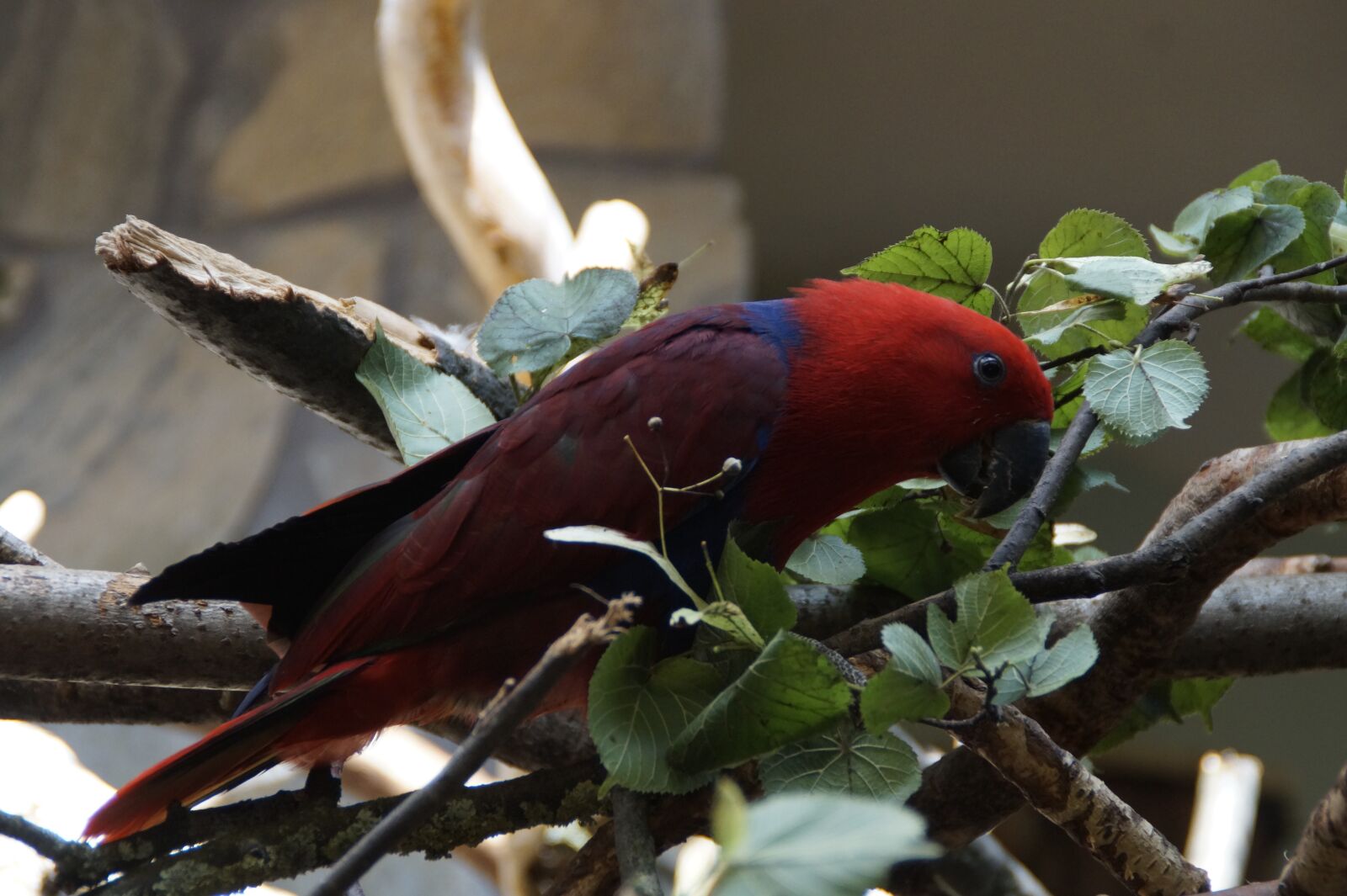 Sony SLT-A58 sample photo. Parrot, bird, plumage photography