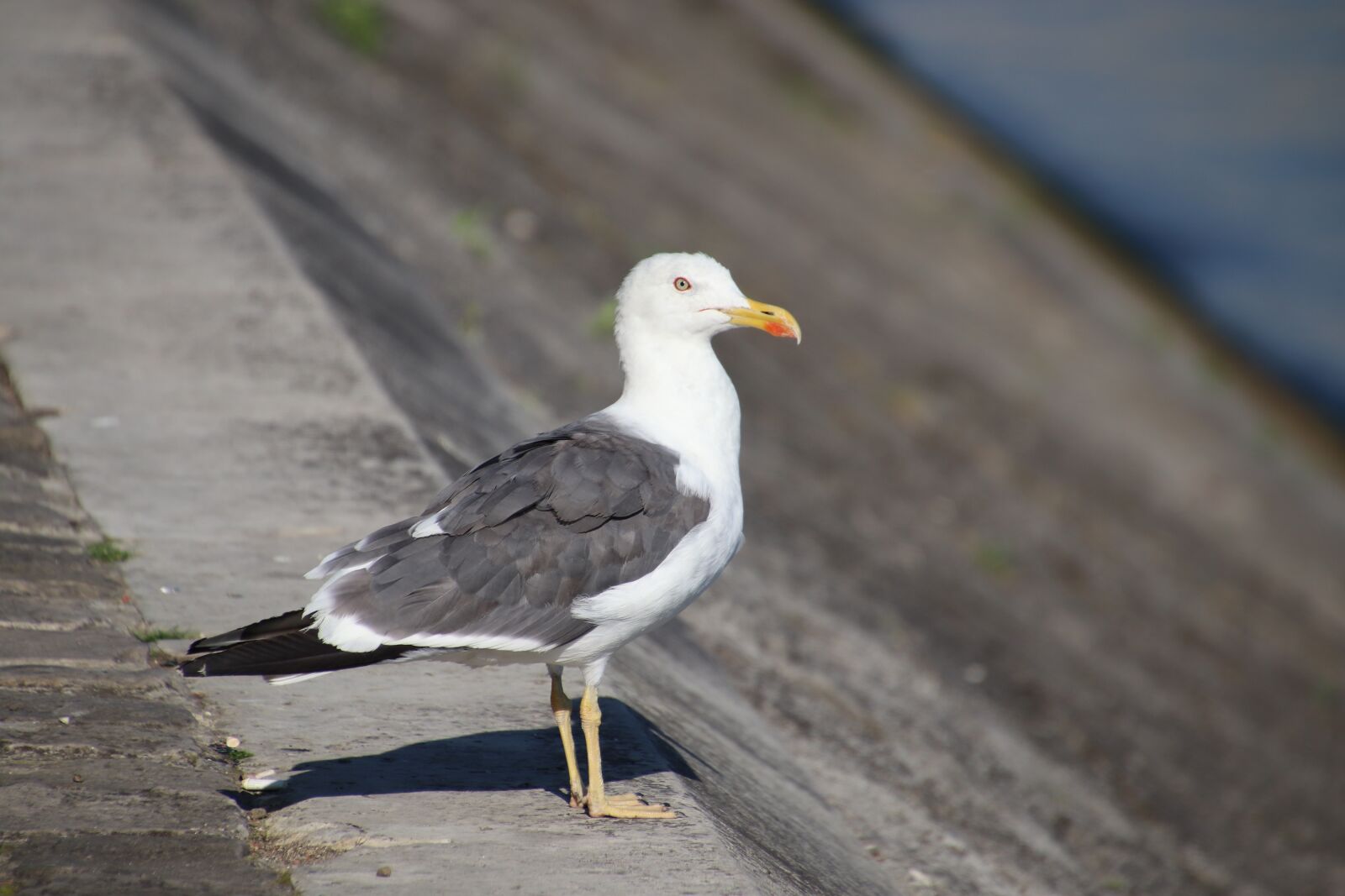 Canon EOS 800D (EOS Rebel T7i / EOS Kiss X9i) sample photo. Seagull, bird, wings photography