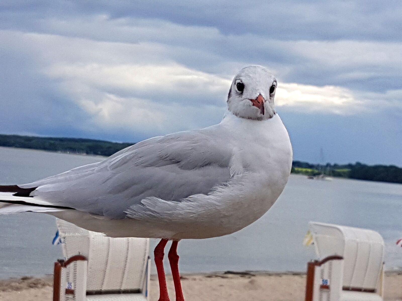 Samsung Galaxy S7 sample photo. Seagull, baltic sea, sea photography