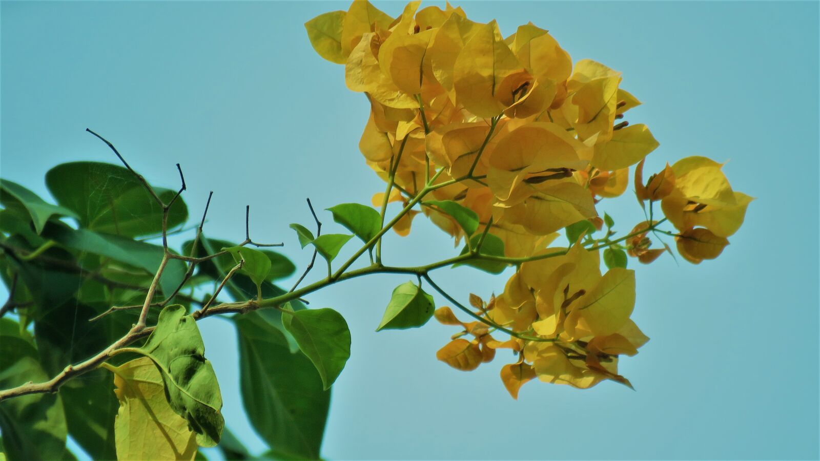 Canon PowerShot SX60 HS sample photo. Bougainvillea, flower, blossom photography