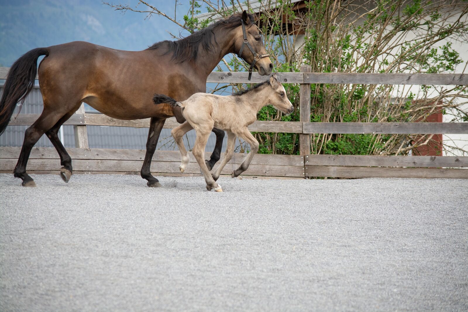 Nikon D7100 sample photo. Horse, pony, brown photography