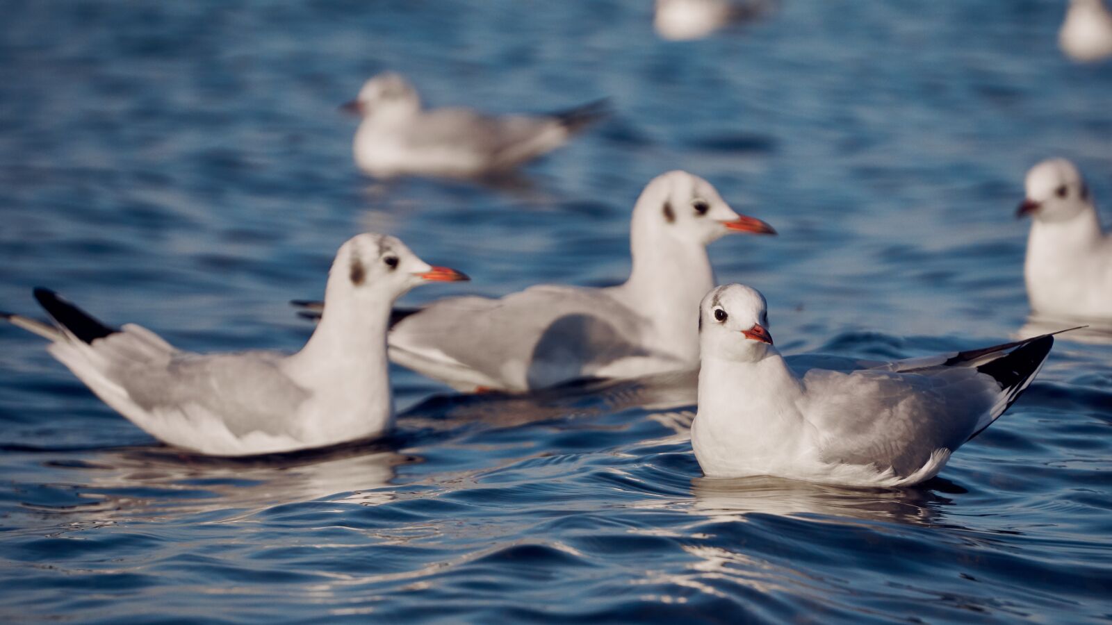 Sony a6000 sample photo. Gulls, lake, water photography