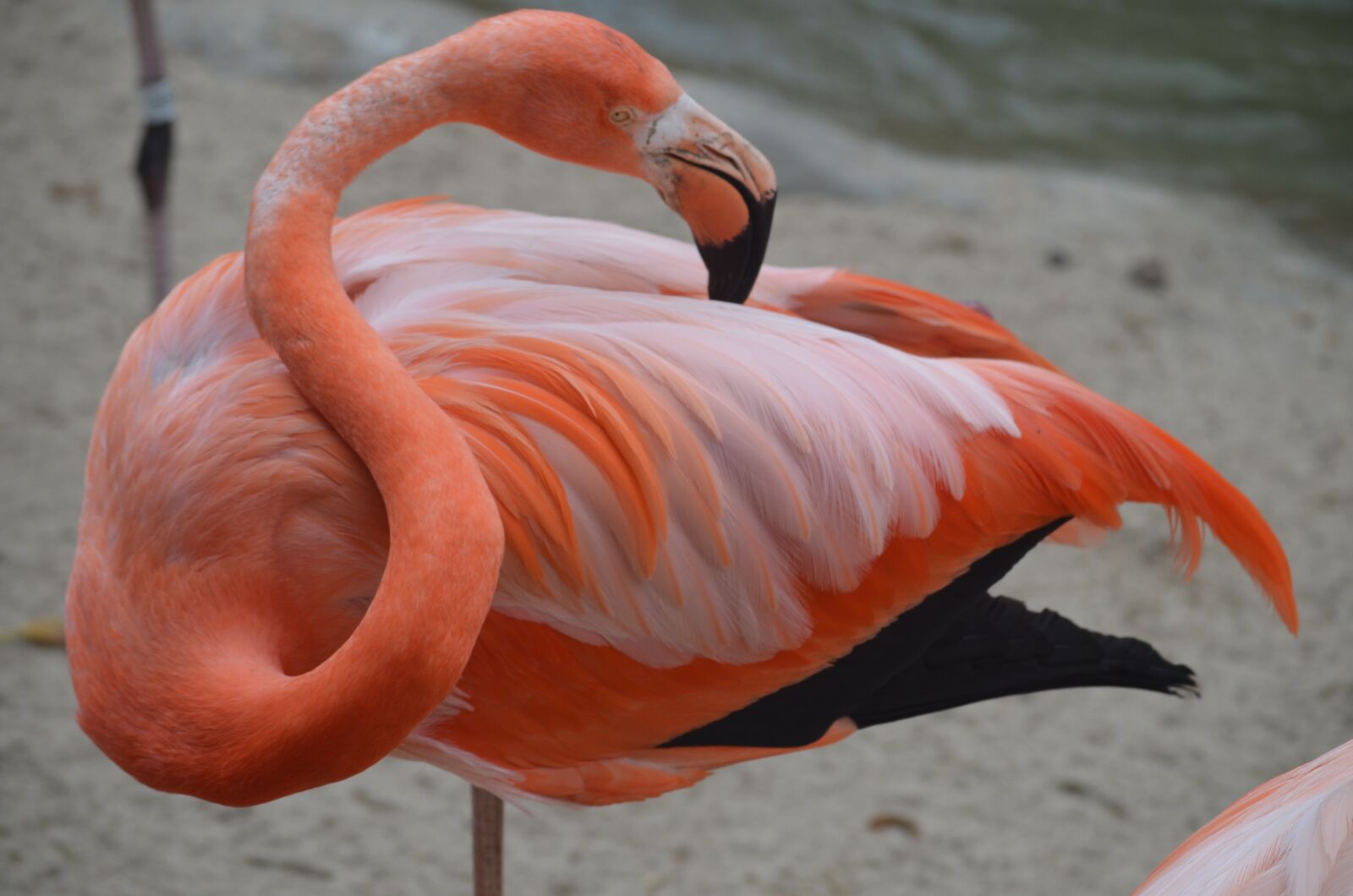 Nikon D5100 sample photo. Flamingo, san diego zoo photography