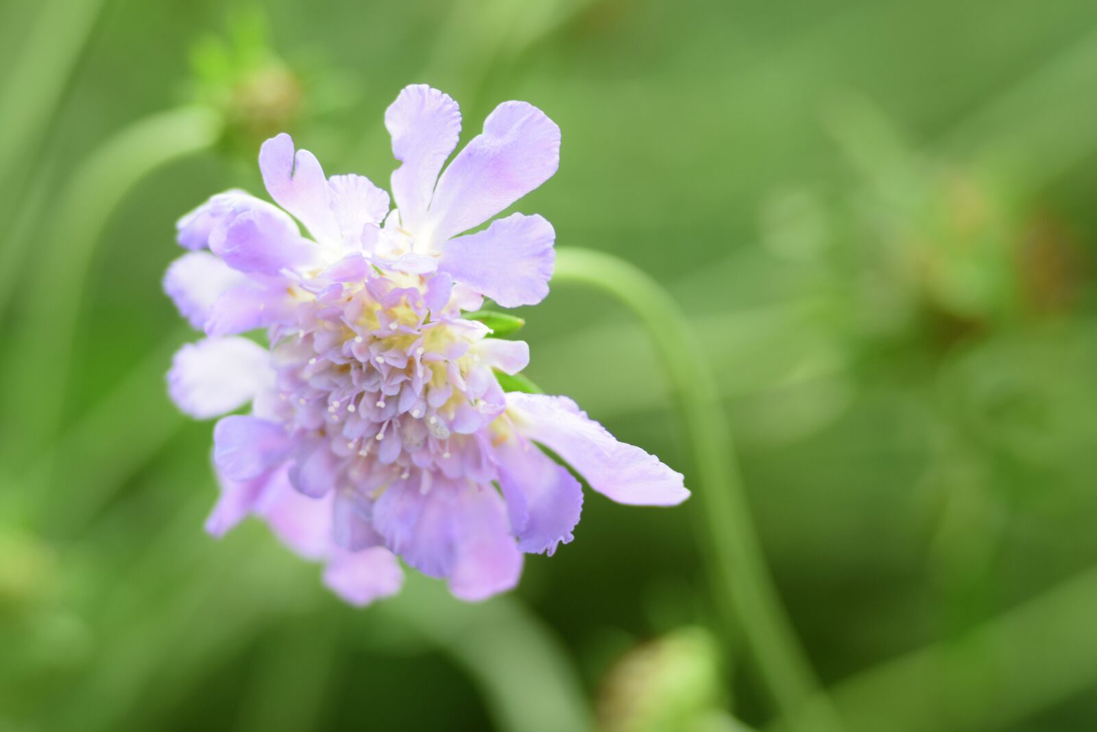 Nikon D5300 sample photo. Flower, garden, flowers photography
