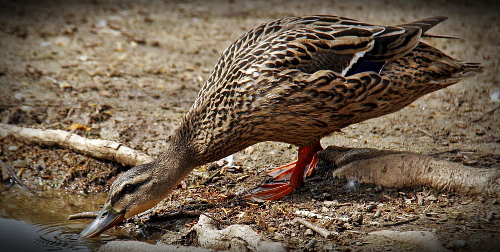 Canon EOS 20D sample photo. Duck, lake, birds photography