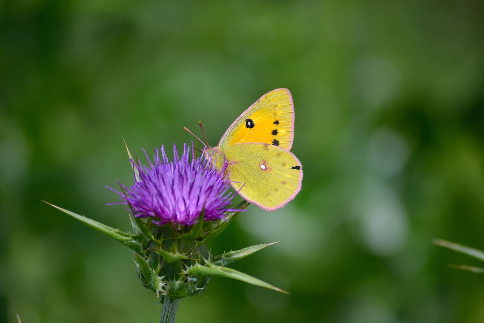 Nikon D3100 sample photo. Clouded yellow butterfly, butterfly photography