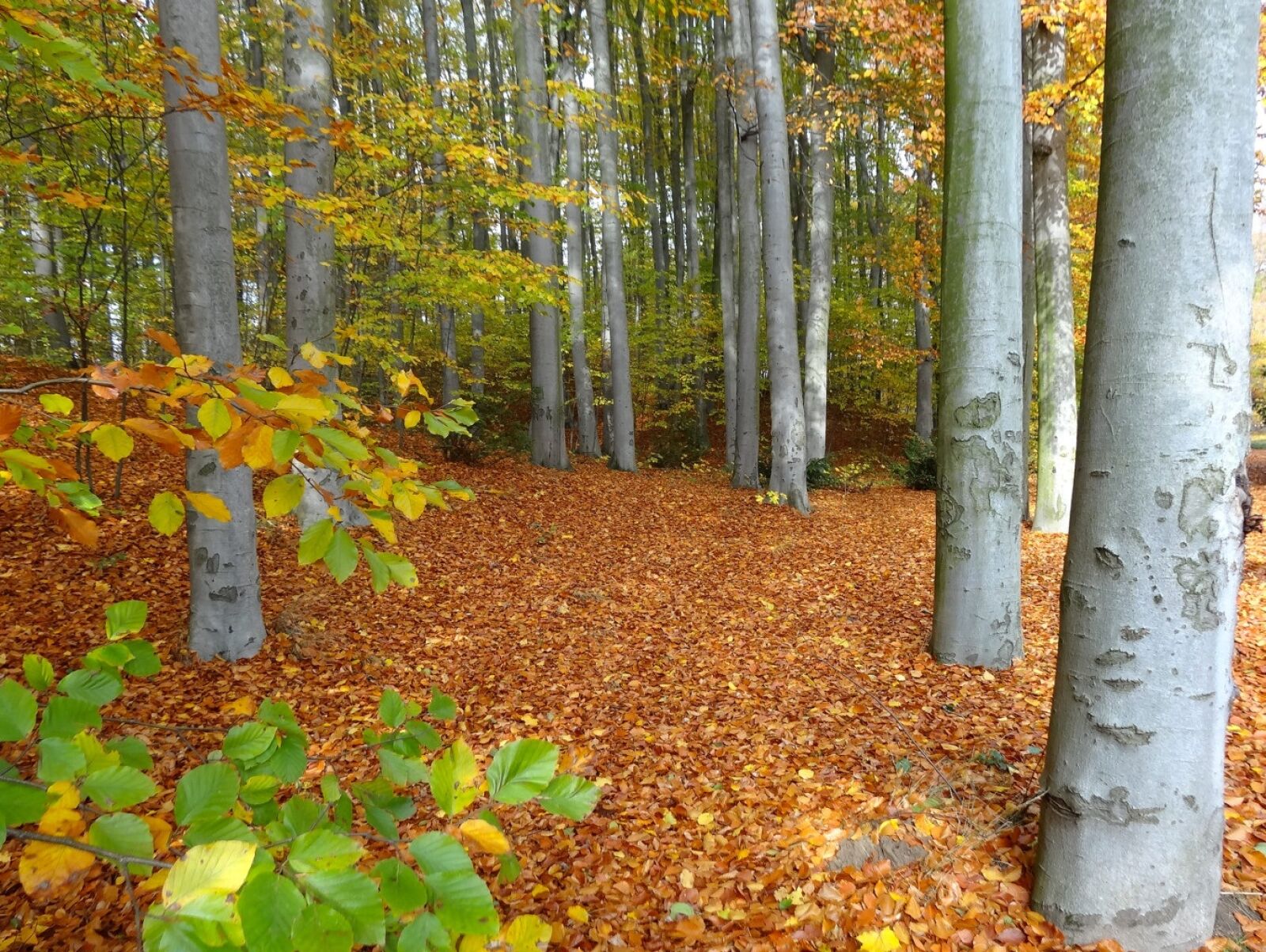 Sony Cyber-shot DSC-HX20V sample photo. Bydgoszcz, botanical garden, forest photography