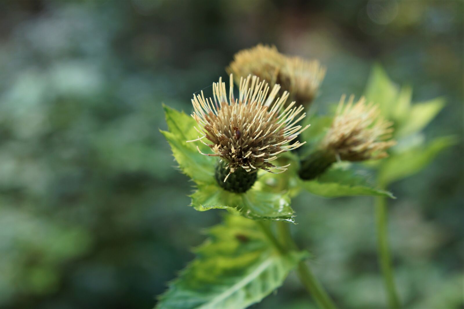 Sony SLT-A65 (SLT-A65V) + 24-70mm F2.8 sample photo. Nature, plant, thistle photography