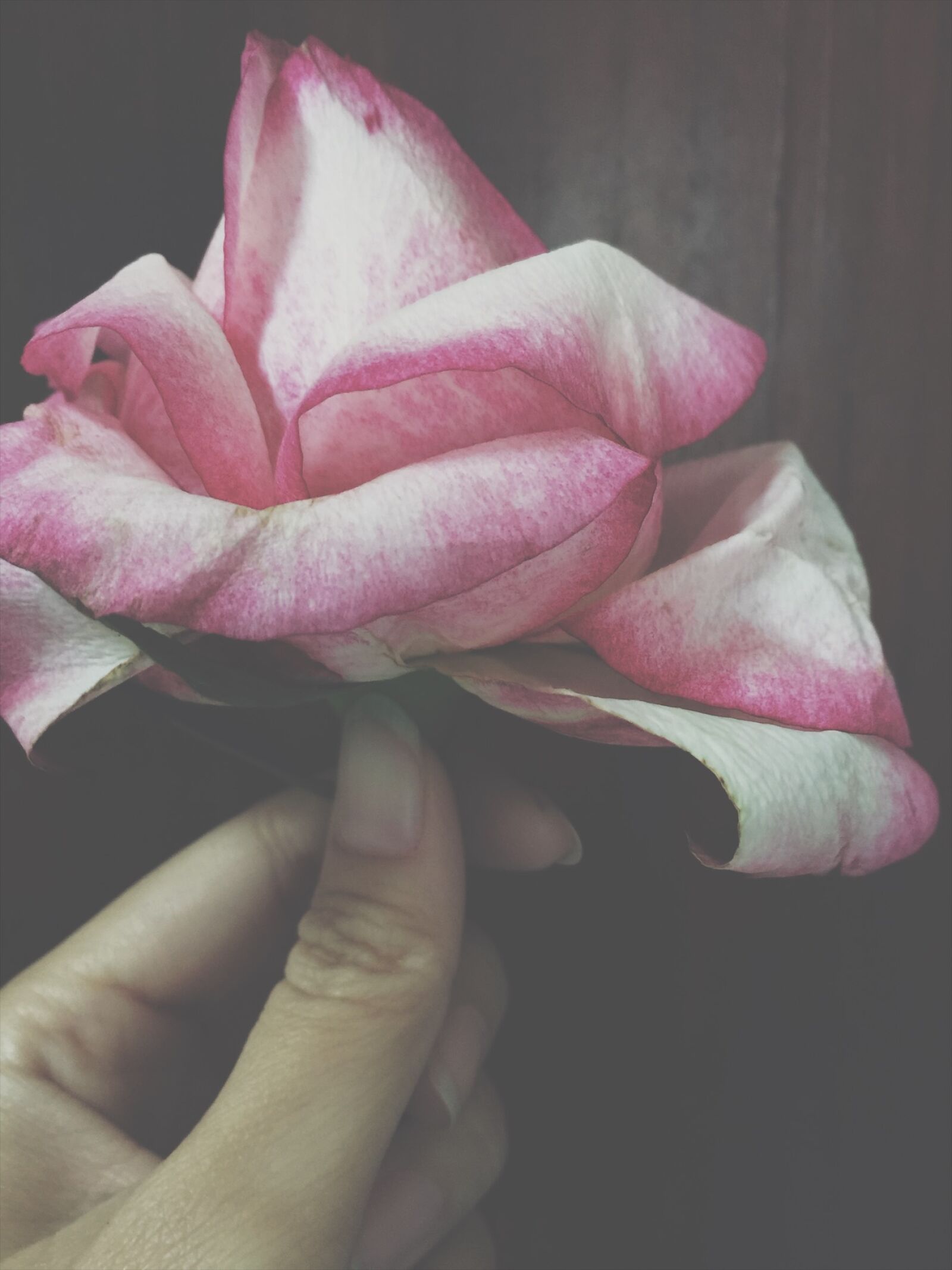 iPhone 6 Plus back camera 4.15mm f/2.2 sample photo. Dark, rose, roses, withered photography