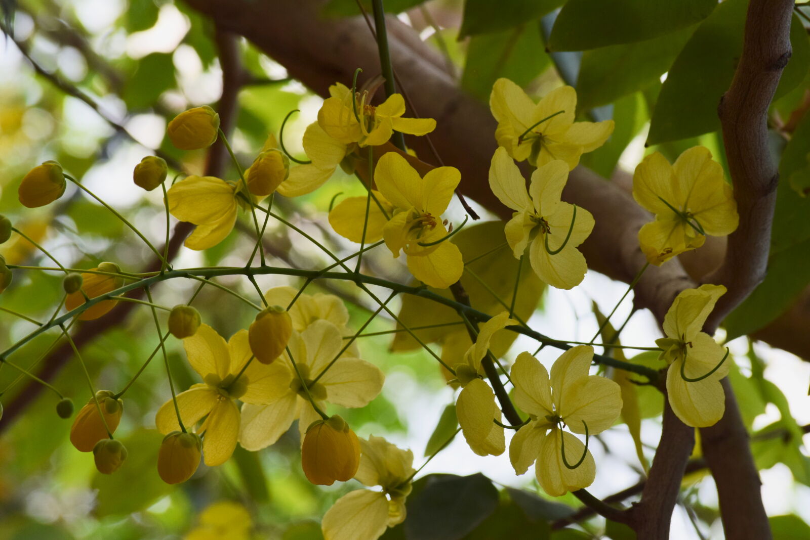 Nikon D3300 sample photo. Flower, yellow, flowers photography