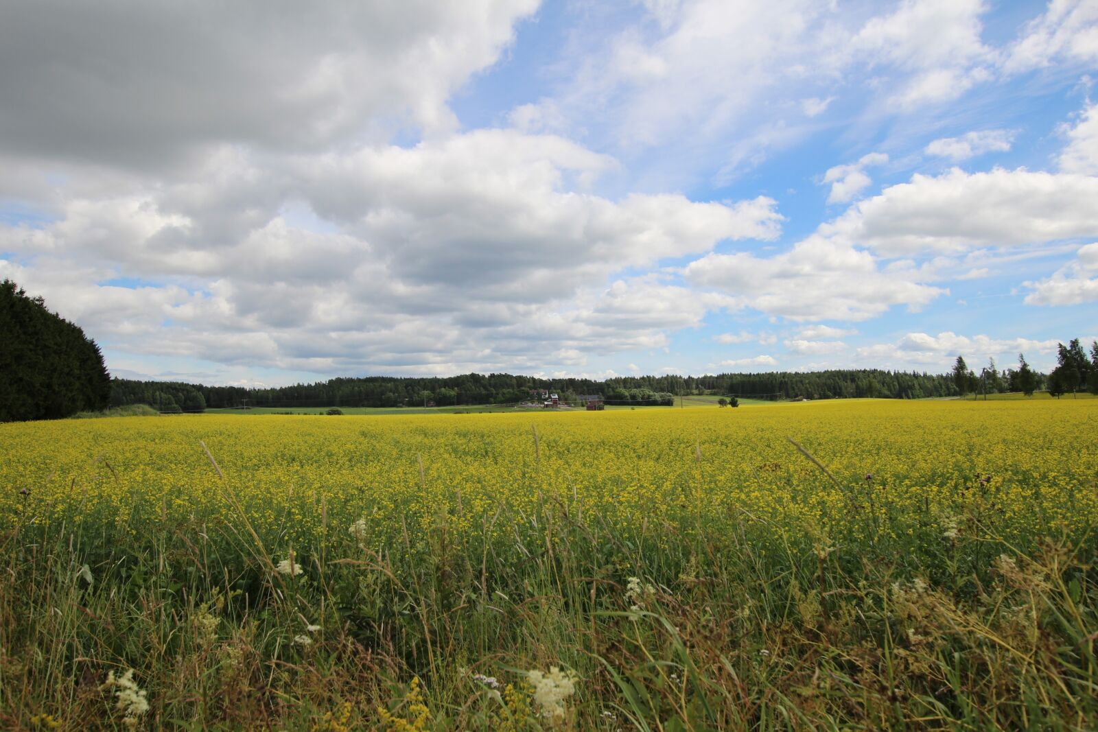 Canon EOS 600D (Rebel EOS T3i / EOS Kiss X5) sample photo. Summer, grain, clouds photography