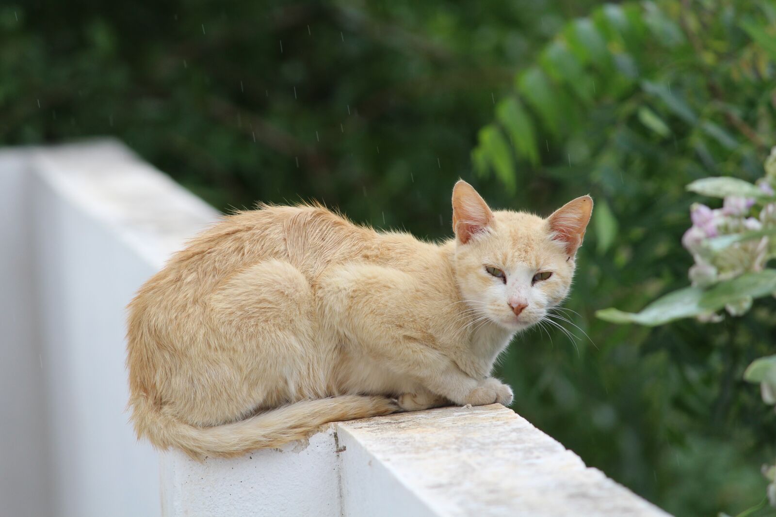 Canon EOS 1200D (EOS Rebel T5 / EOS Kiss X70 / EOS Hi) sample photo. Animal, nature, cute photography