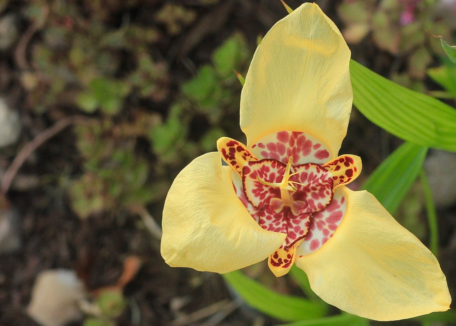 Canon EOS 550D (EOS Rebel T2i / EOS Kiss X4) sample photo. Flower, bulb, yellow photography