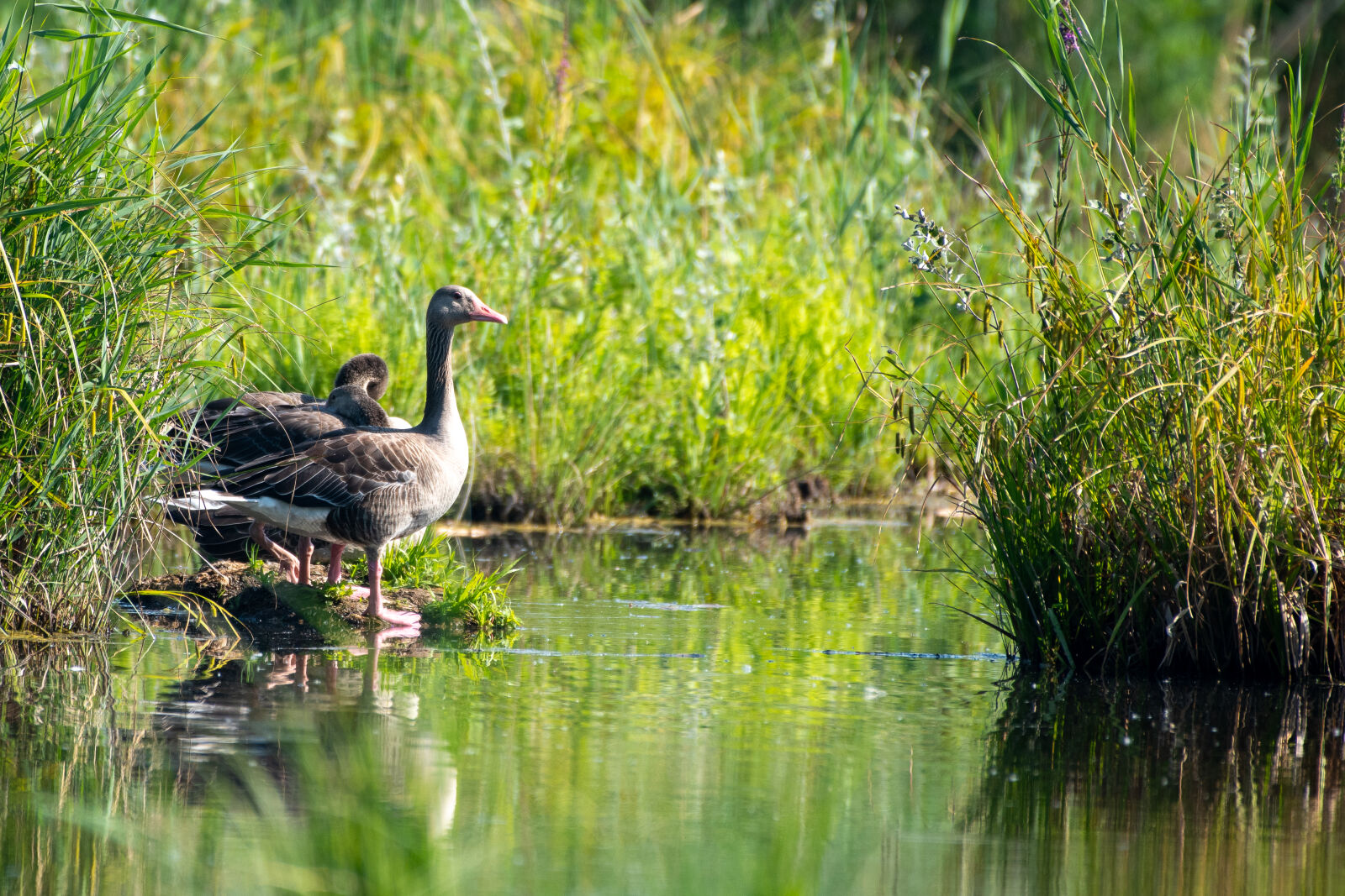 Nikon D500 sample photo