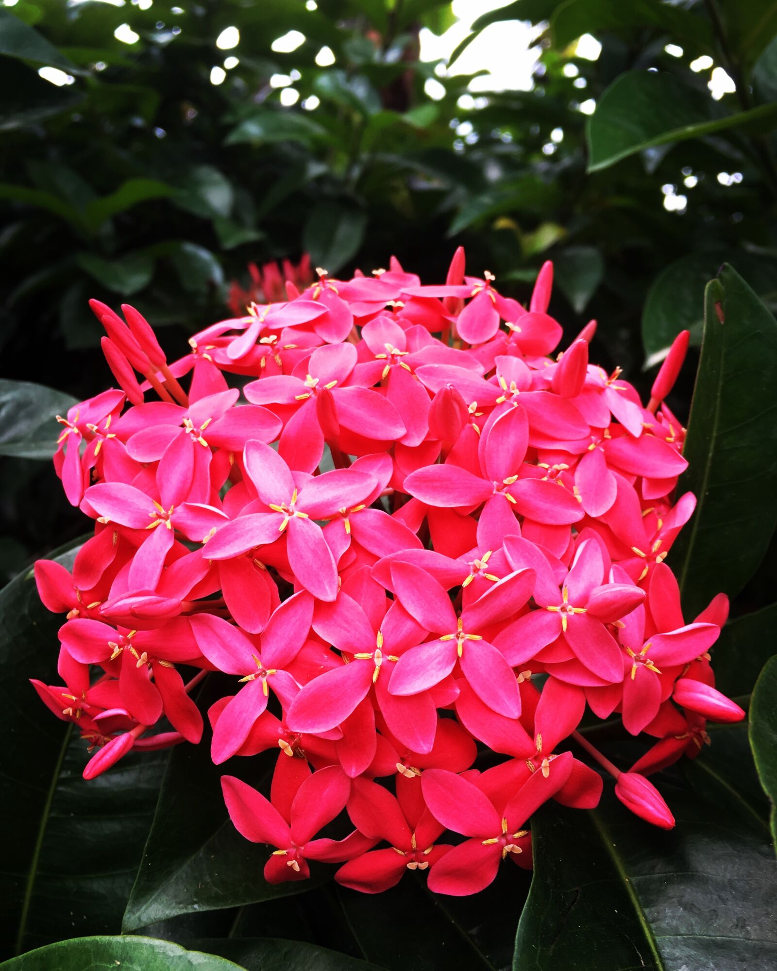 Apple iPhone 6s sample photo. Pink, large, flower photography