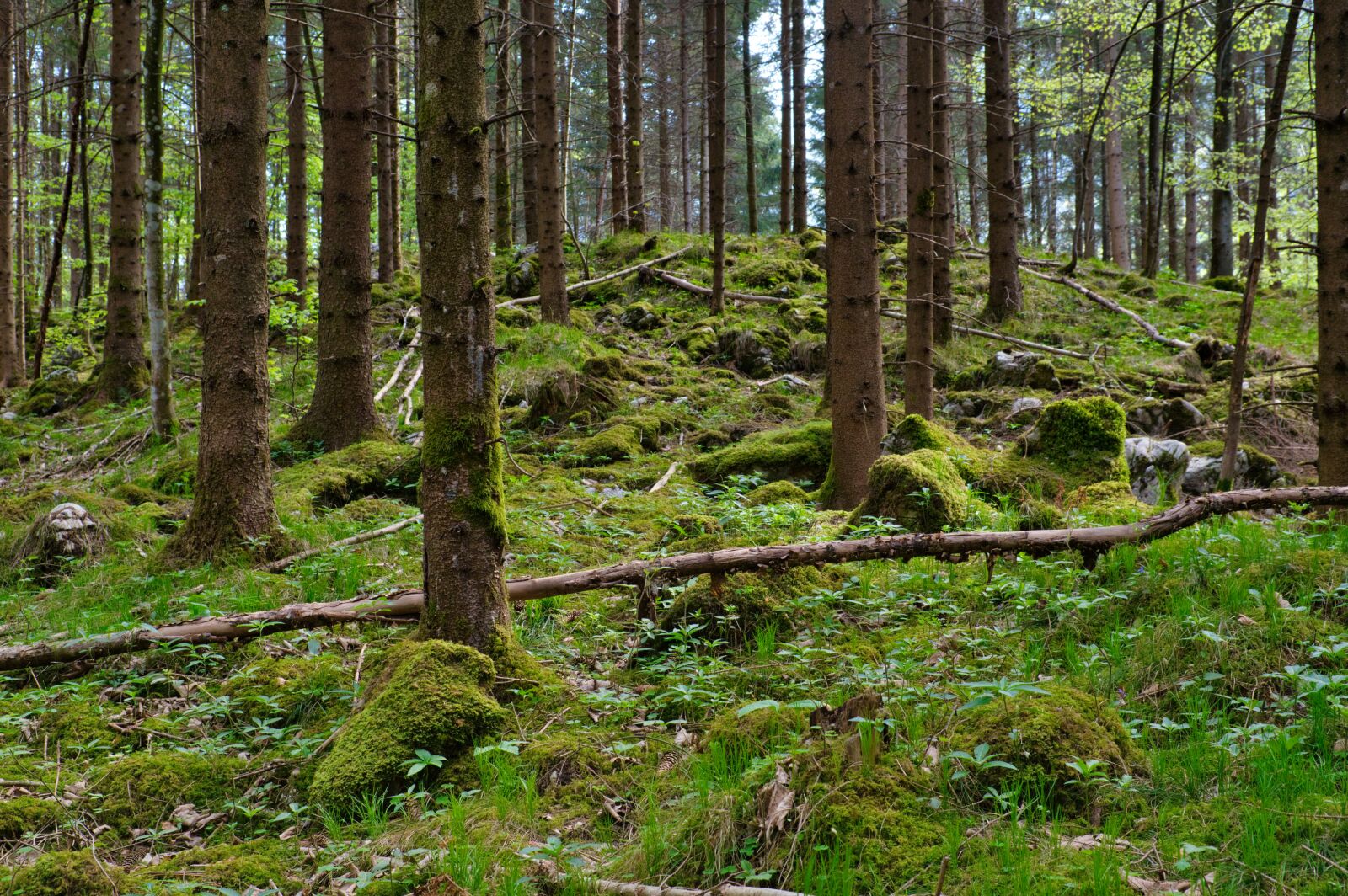 Nikon D7500 sample photo. Spring, forest, trees photography