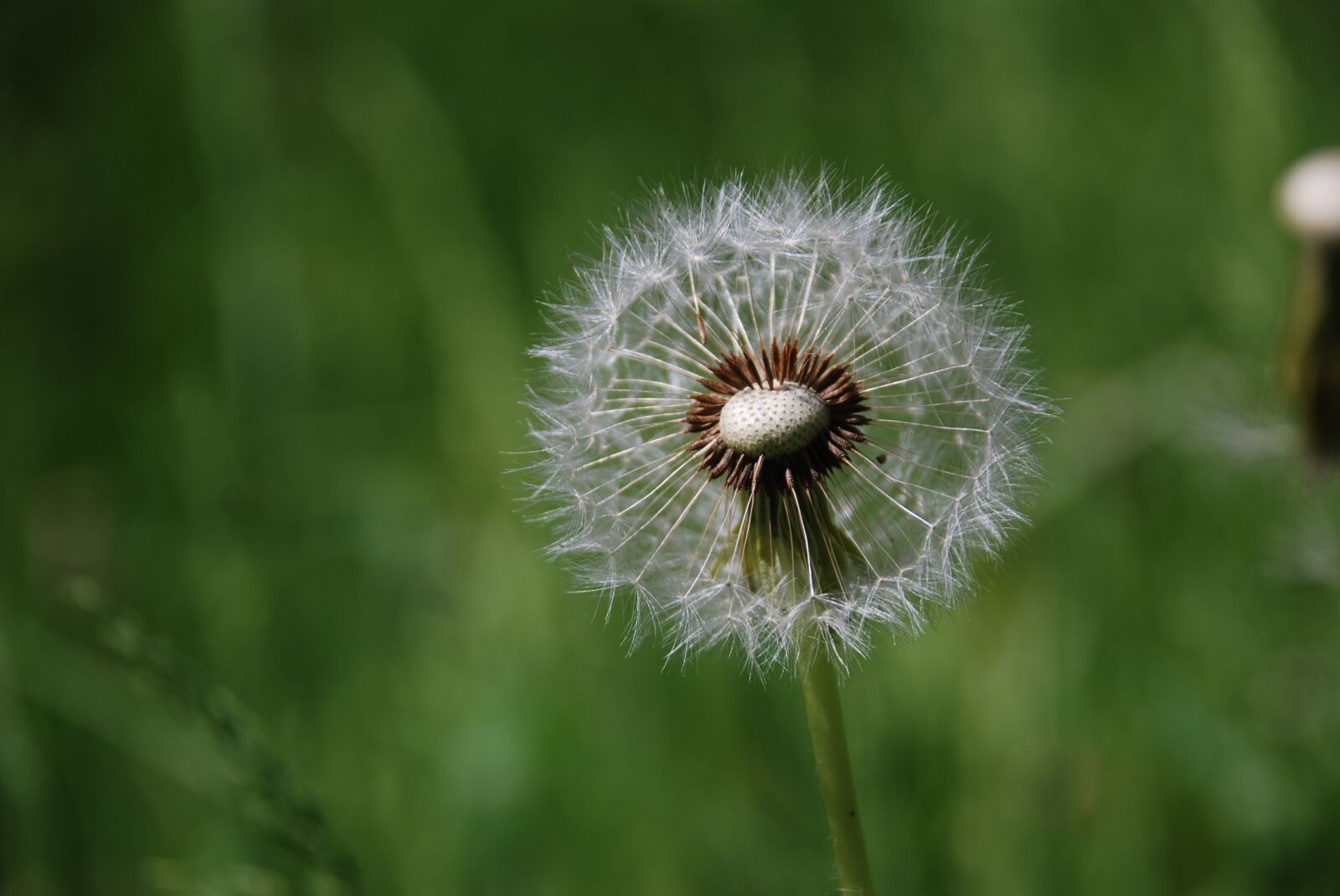 Nikon D80 sample photo. Dandelion, summer, flower photography