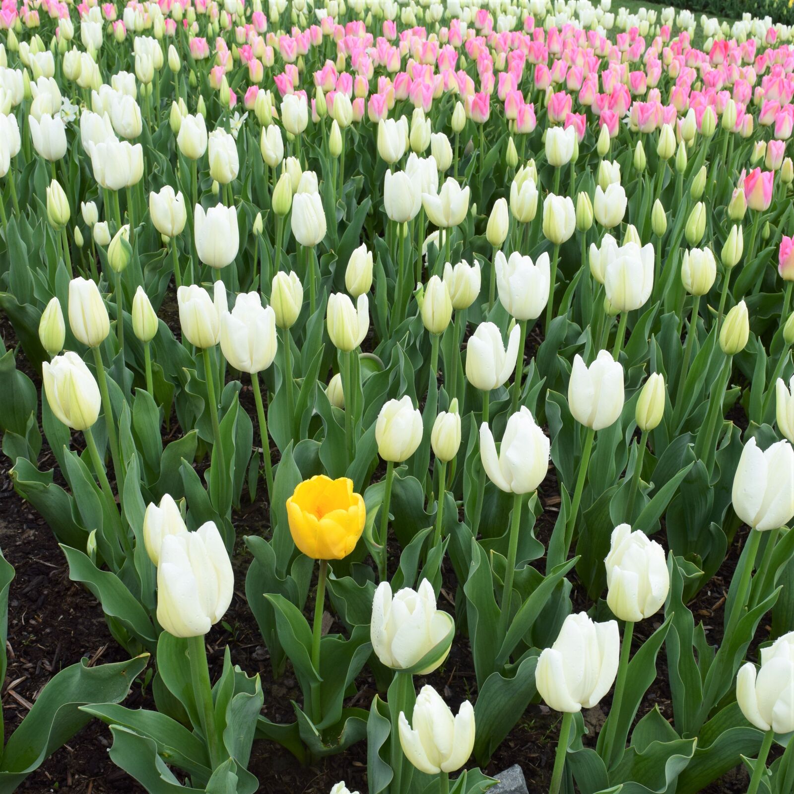 Nikon D3300 sample photo. May flowers, yellow, pink photography