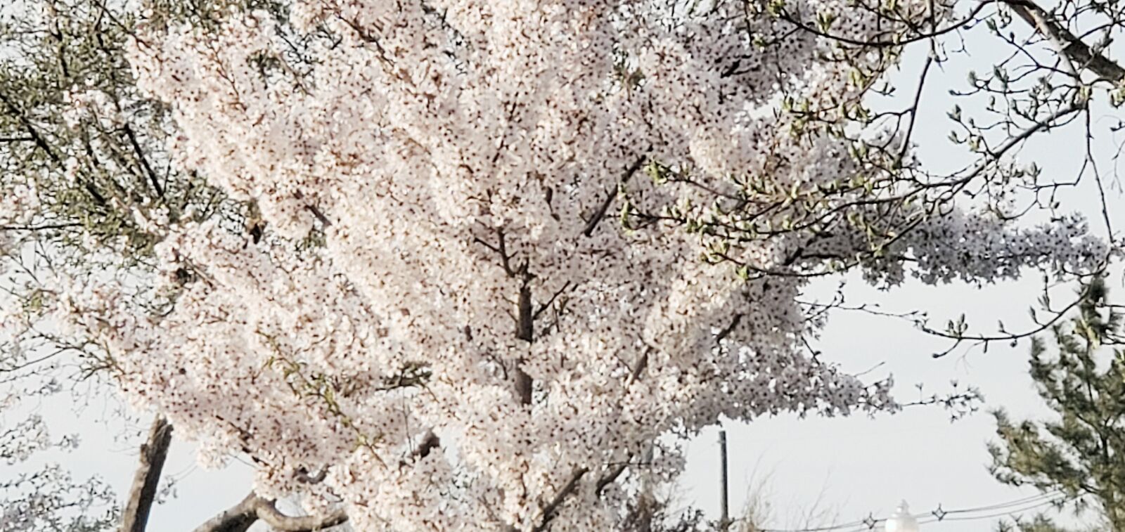 Samsung Galaxy S10+ sample photo. Tree, sky, stuff photography