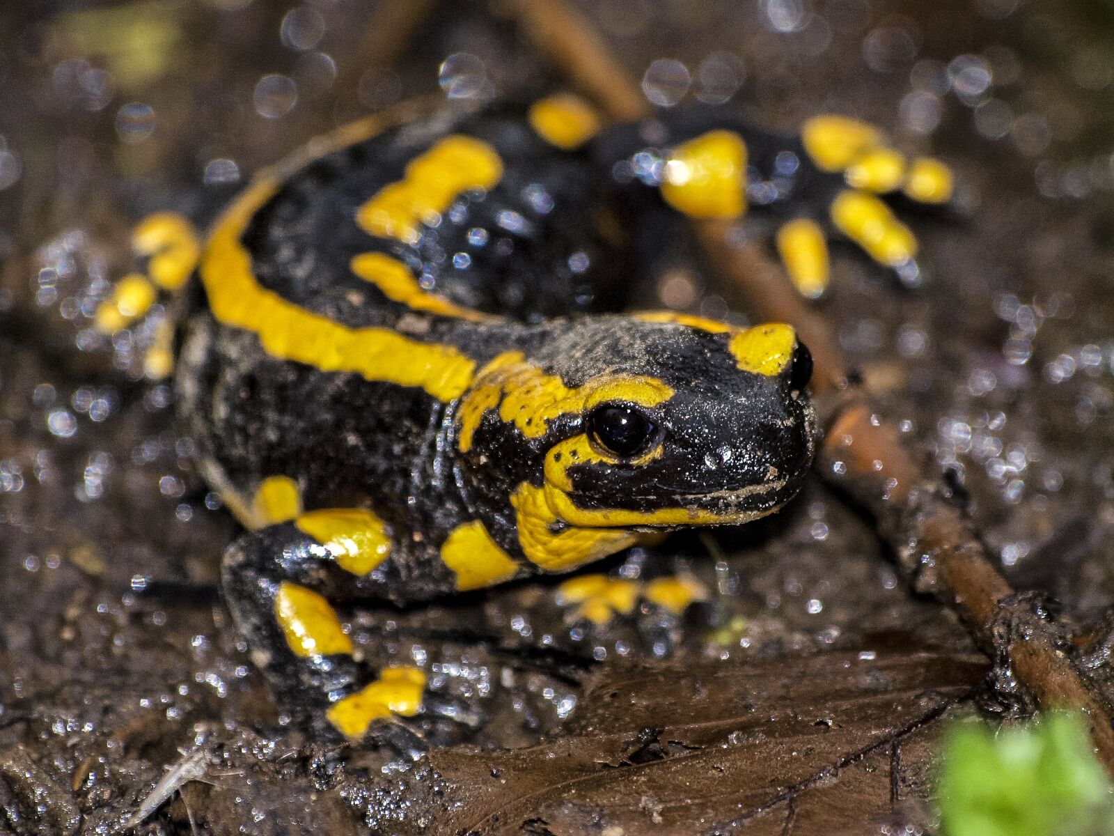 Olympus E-3 sample photo. Salamander, fire salamander, amphibians photography